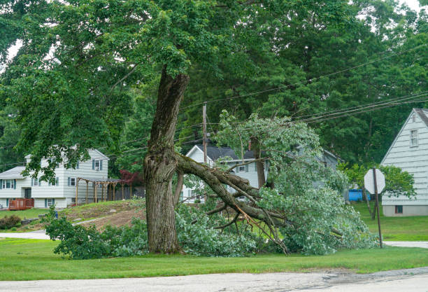 How Our Tree Care Process Works  in  Beech Island, SC