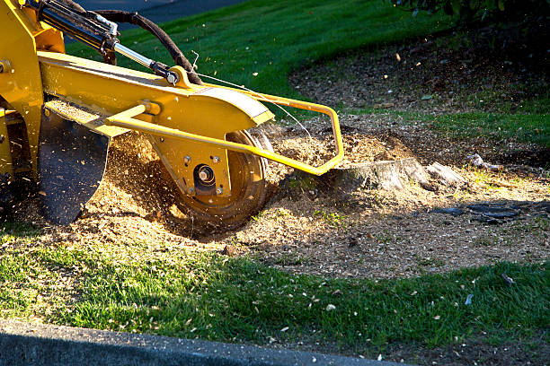 Best Hedge Trimming  in Beech Island, SC